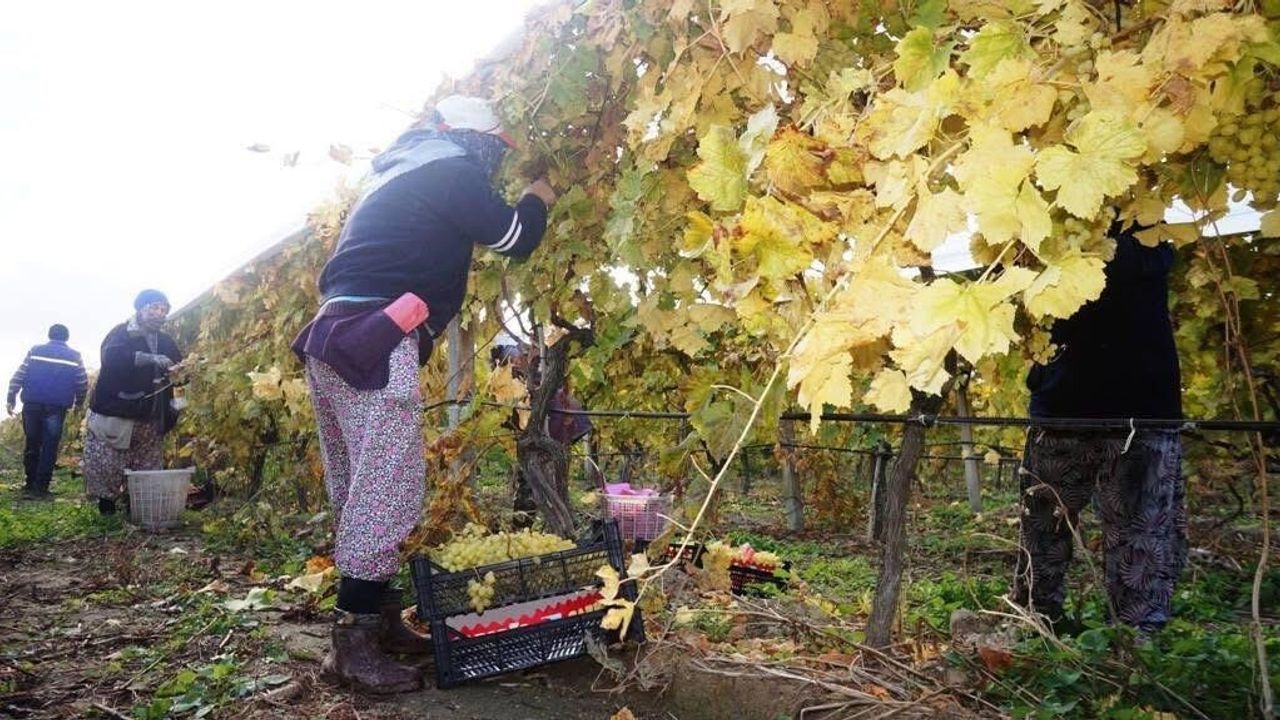 Sarıgöl’de Sultaniye Üzümü Hasadı Kasım Ayında da Sürüyor