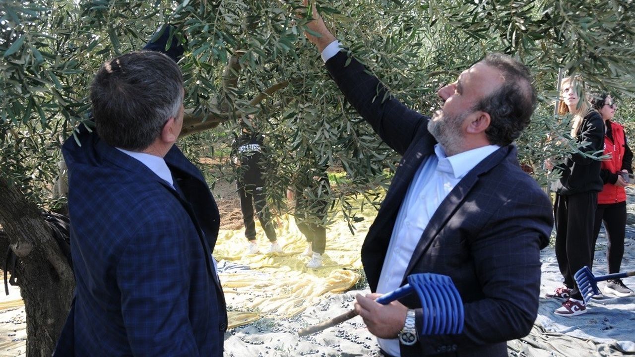 Şarköy'de Zeytin Hasadı Etkinliği Gerçekleştirildi