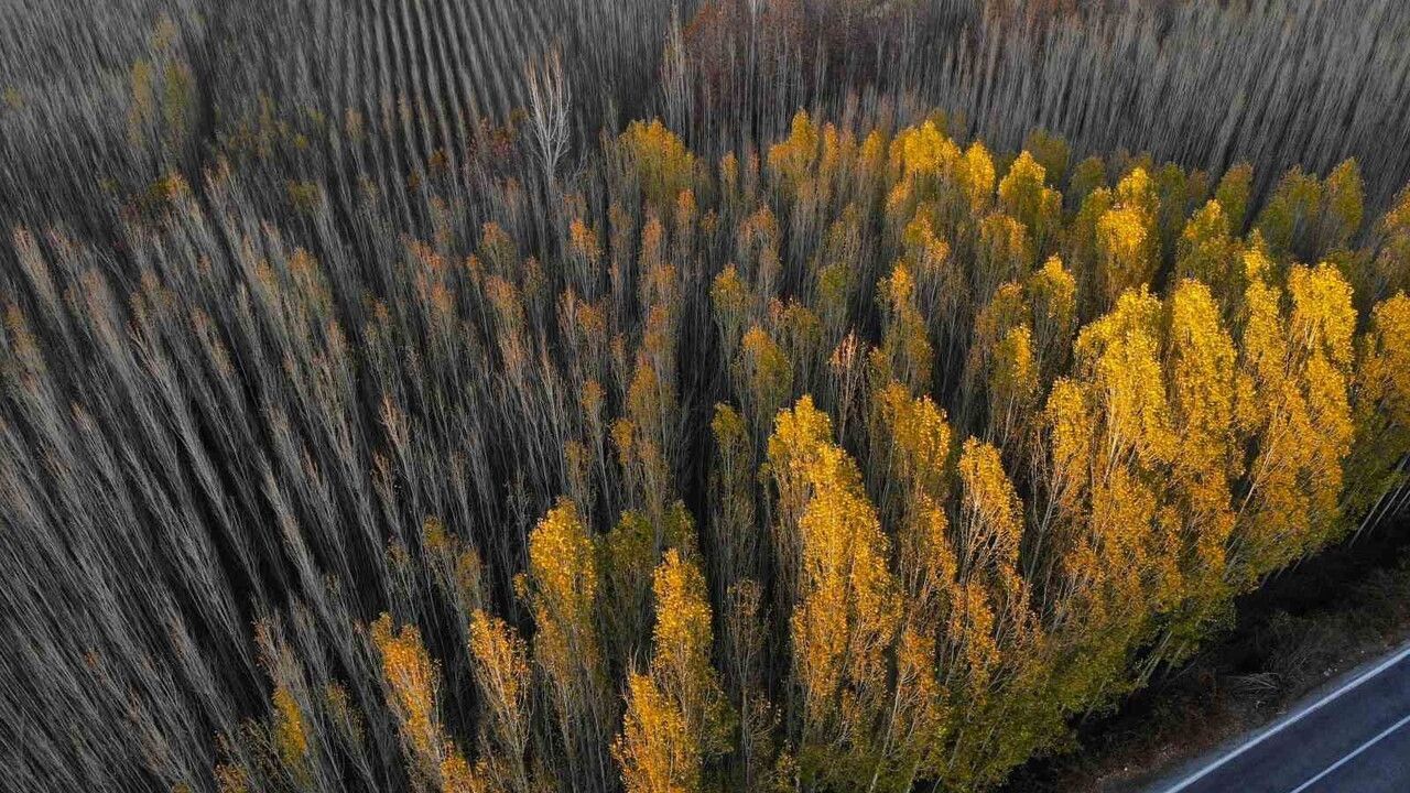 Savur'da Sonbahar: Sararan Yapraklar ve Doğal Güzellikler Büyülüyor
