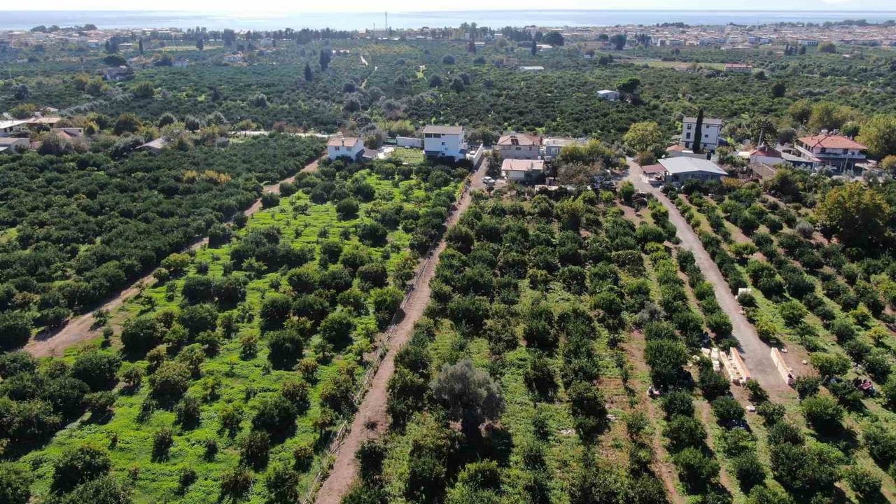 Seferihisar'da Satsuma mandalinası hasadı başladı, rekolte yükselişi dikkat çekiyor