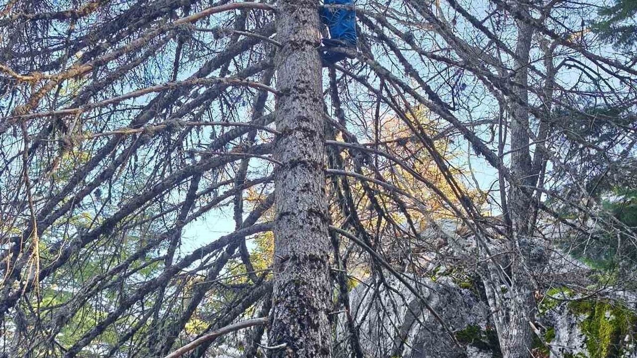 Seydişehir ormanlarında istiridye mantarı avı ağaç tepelerine taşınıyor