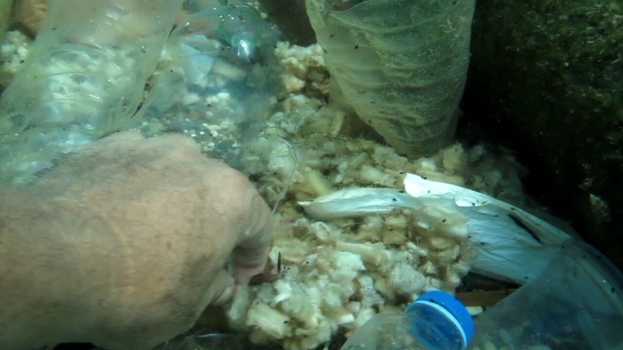 Sigara izmaritleri denizde 'pamuk tarlası' görüntüsü oluşturdu