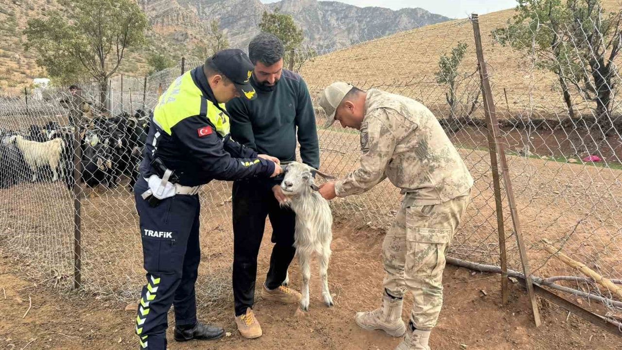 Siirt’te jandarmadan hayvan kazalarını önlemeye yönelik reflektif bant uygulaması