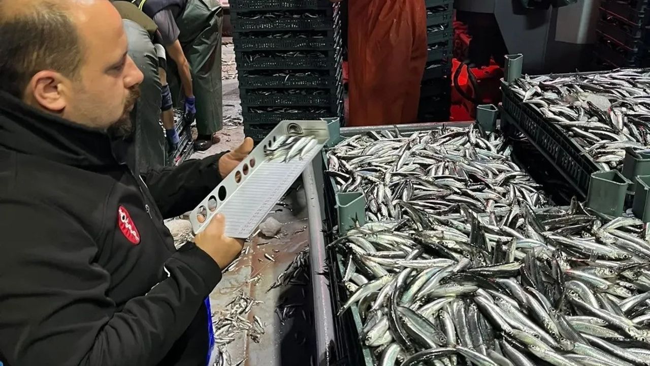 Sinop Güzelkent Limanı'nda hamsi denetimleri 7 gün 24 saat devam ediyor