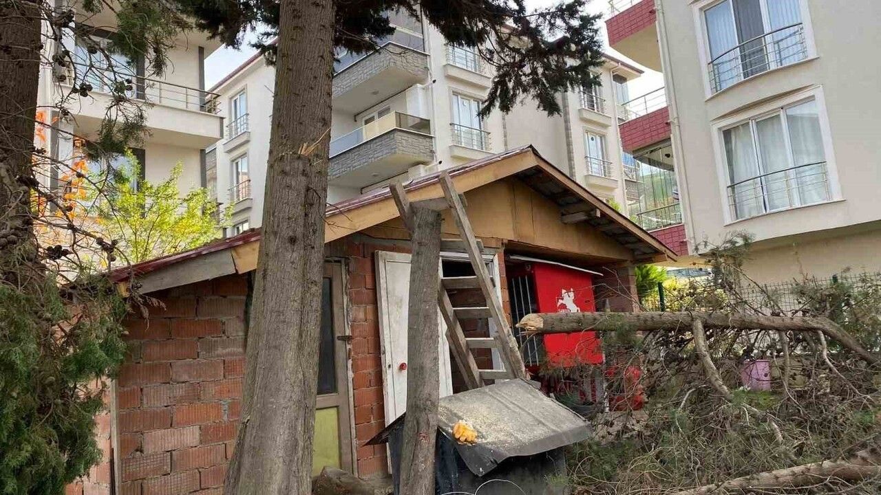 Sinop'ta ağaç budarken merdivenden düşen 71 yaşındaki adam hastaneye kaldırıldı