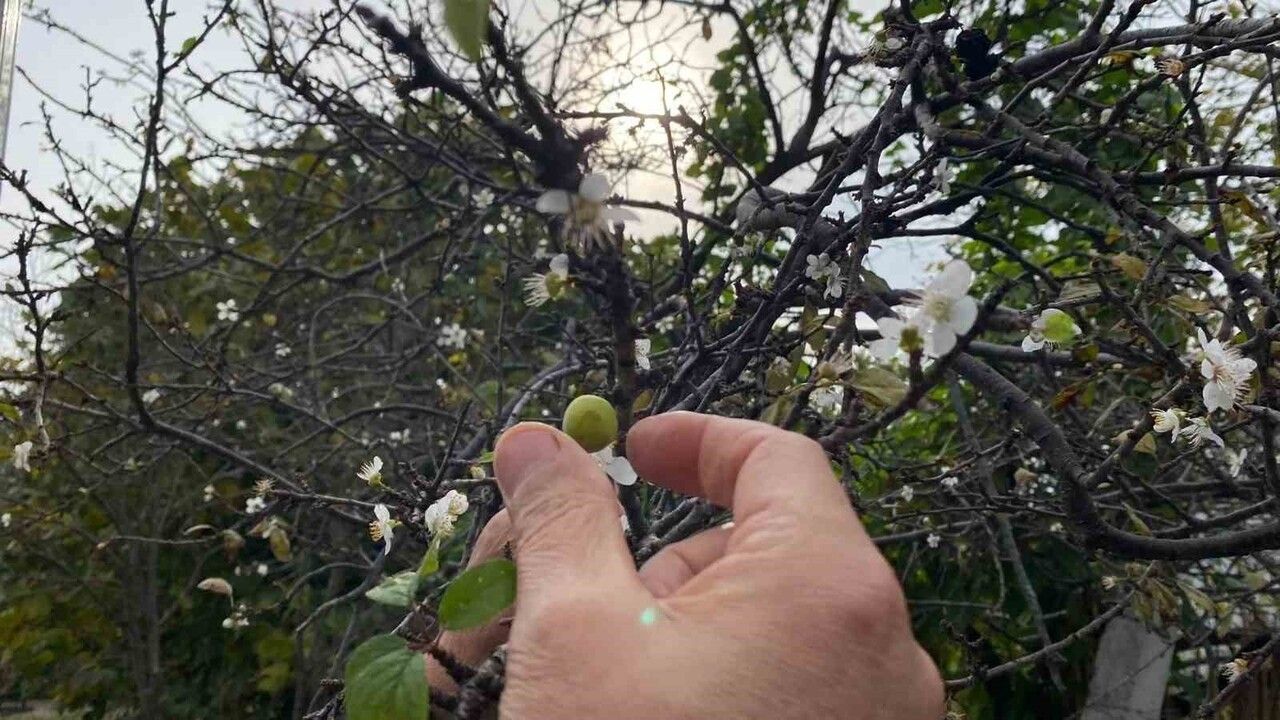 Sinop'ta Kasım ayında erik ağacı çiçek açtı ve meyve verdi