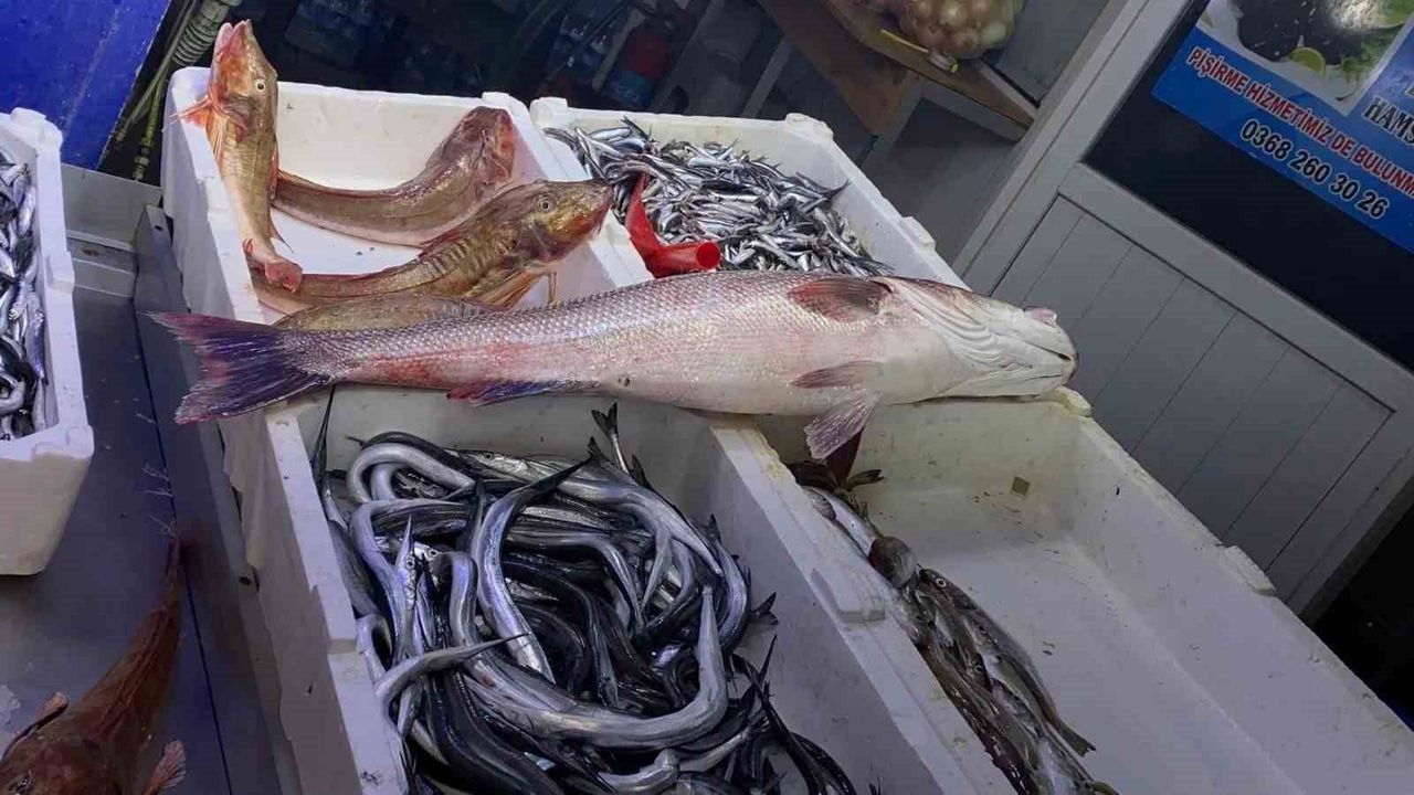 Sinop'ta oltayla yakalanan 6 kiloluk deniz levreği 9 bin liraya satıldı