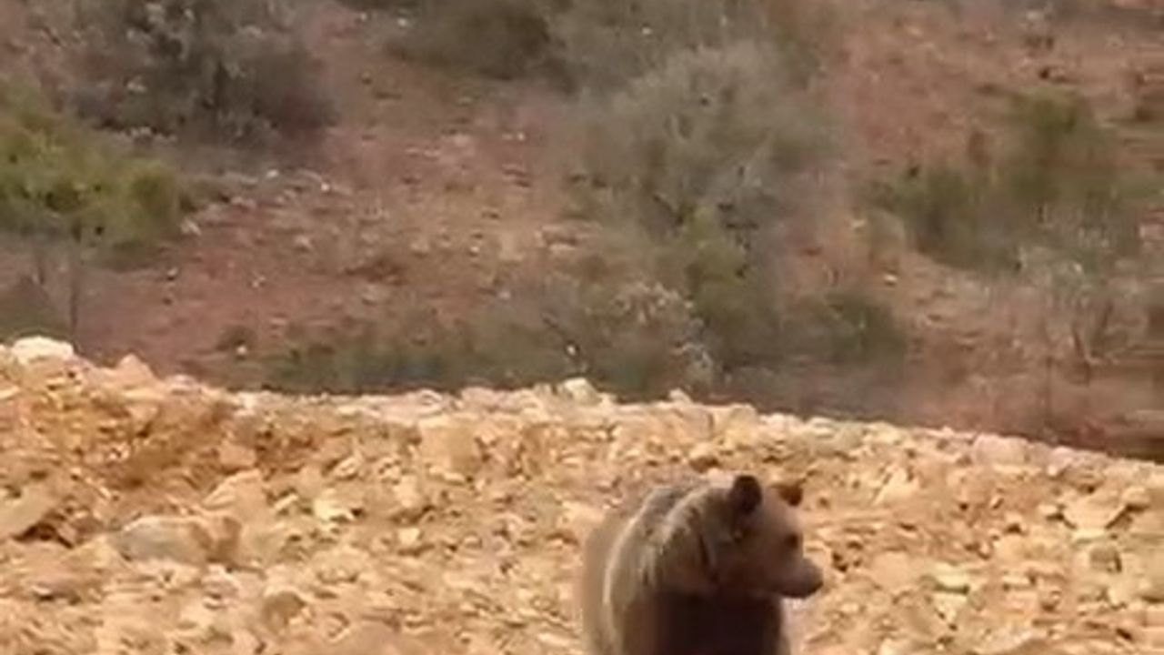 Şiran'da yol kenarındaki ayıya hamsi ikramı