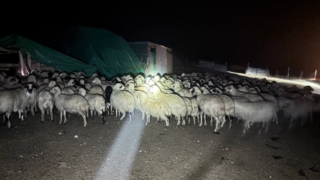 Sis İçinde Kaybolan 200 Koyun Drone Destekli 9 Saatlik Aramayla Bulundu
