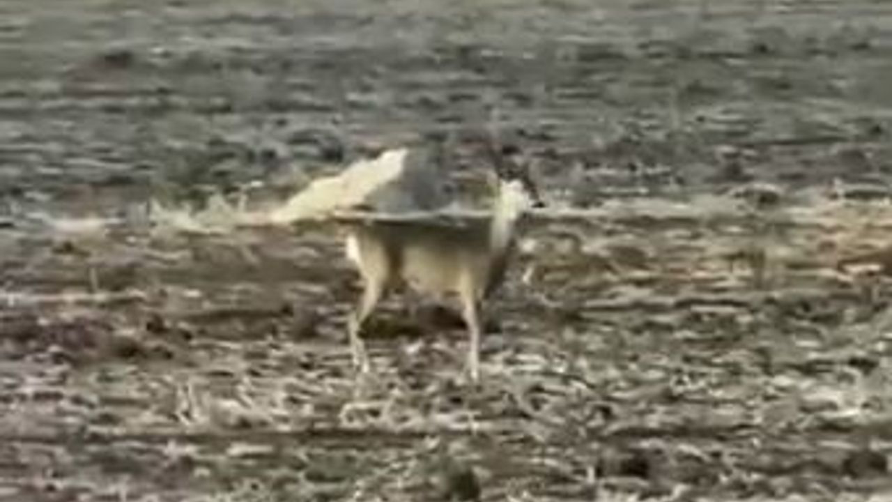 Sivas'ta bozkırda yolunu şaşıran karaca görüntülendi