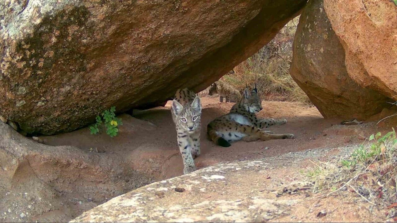 Sivas'ta fotokapanla kaydedilen nadir vaşak ailesi