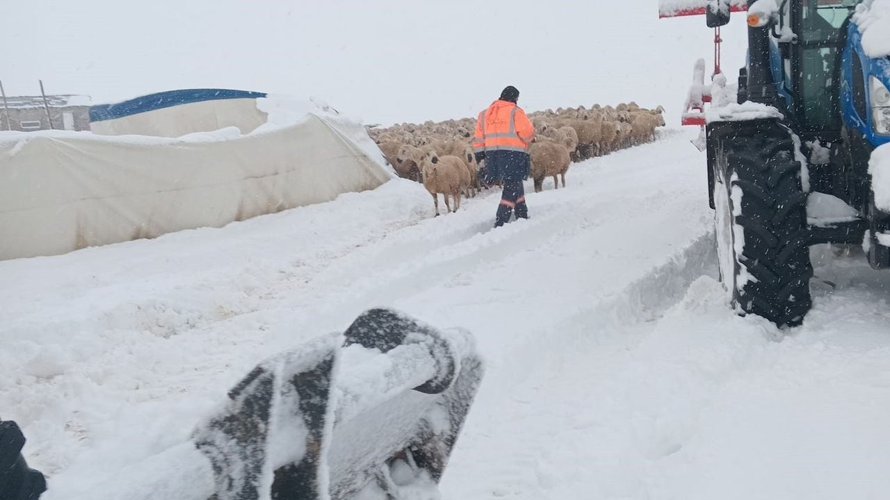 Sivas'ta kar yükü çadırı çökertti: 8 koyun telef oldu