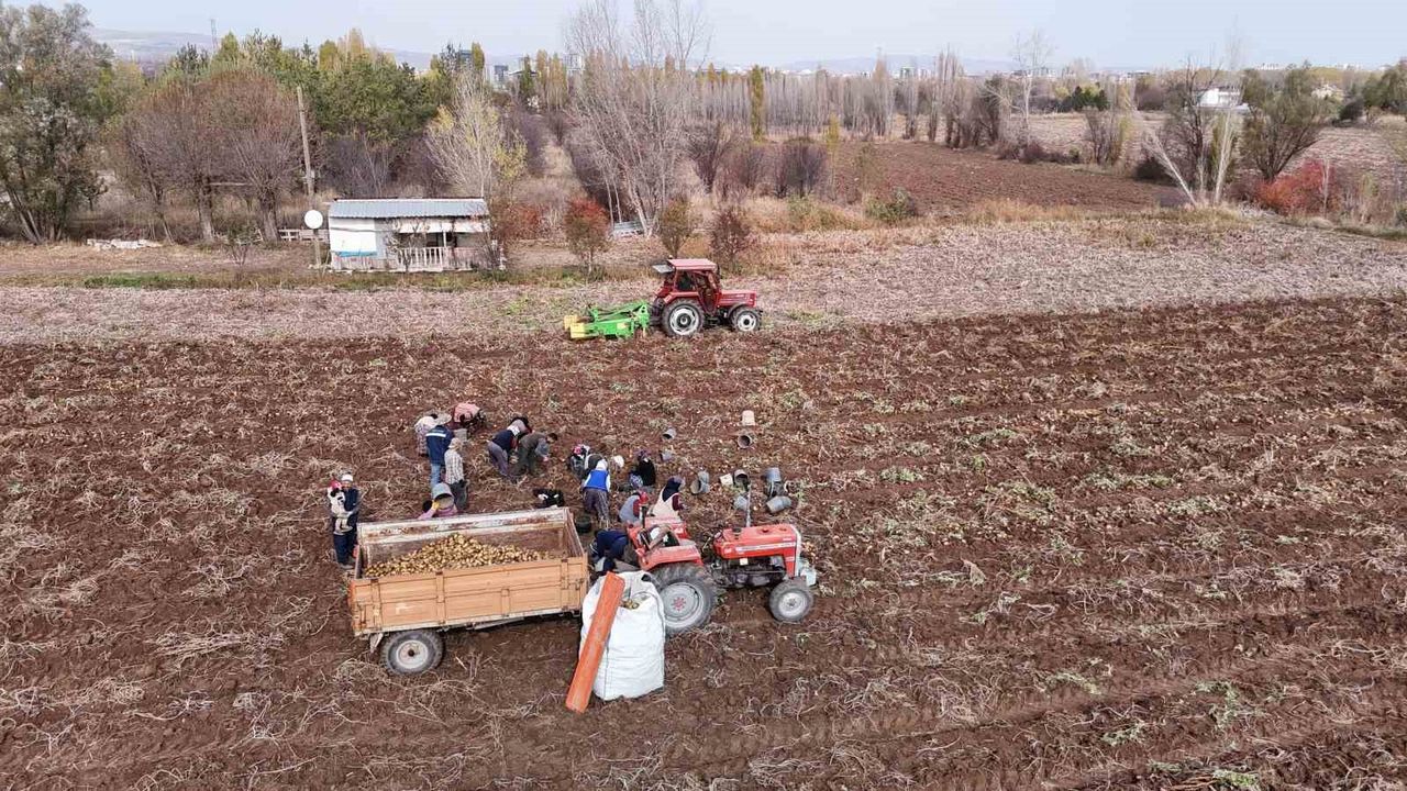 Sivas’ta sezonun son patates hasadı sürüyor