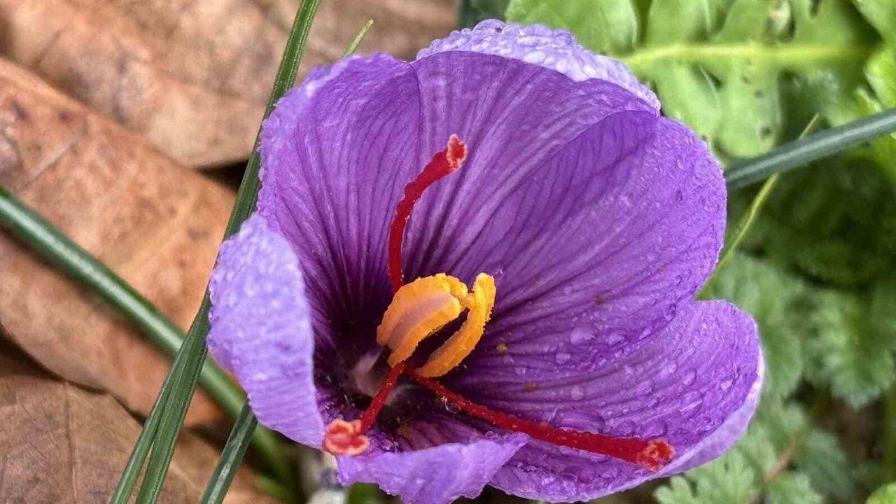 Soğuk ve yağışlı hava Safranbolu safranı hasadını uzattı