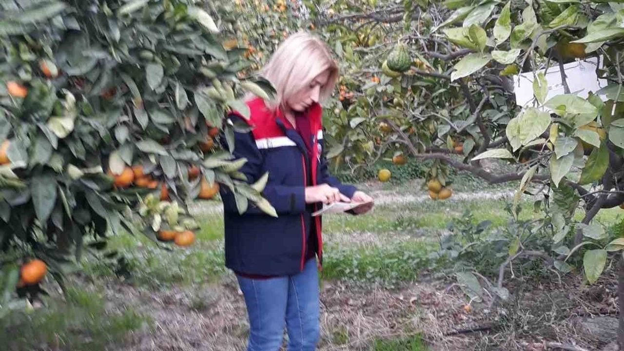 Söke’de Akdeniz meyve sineği popülasyonunda artış tespit edildi