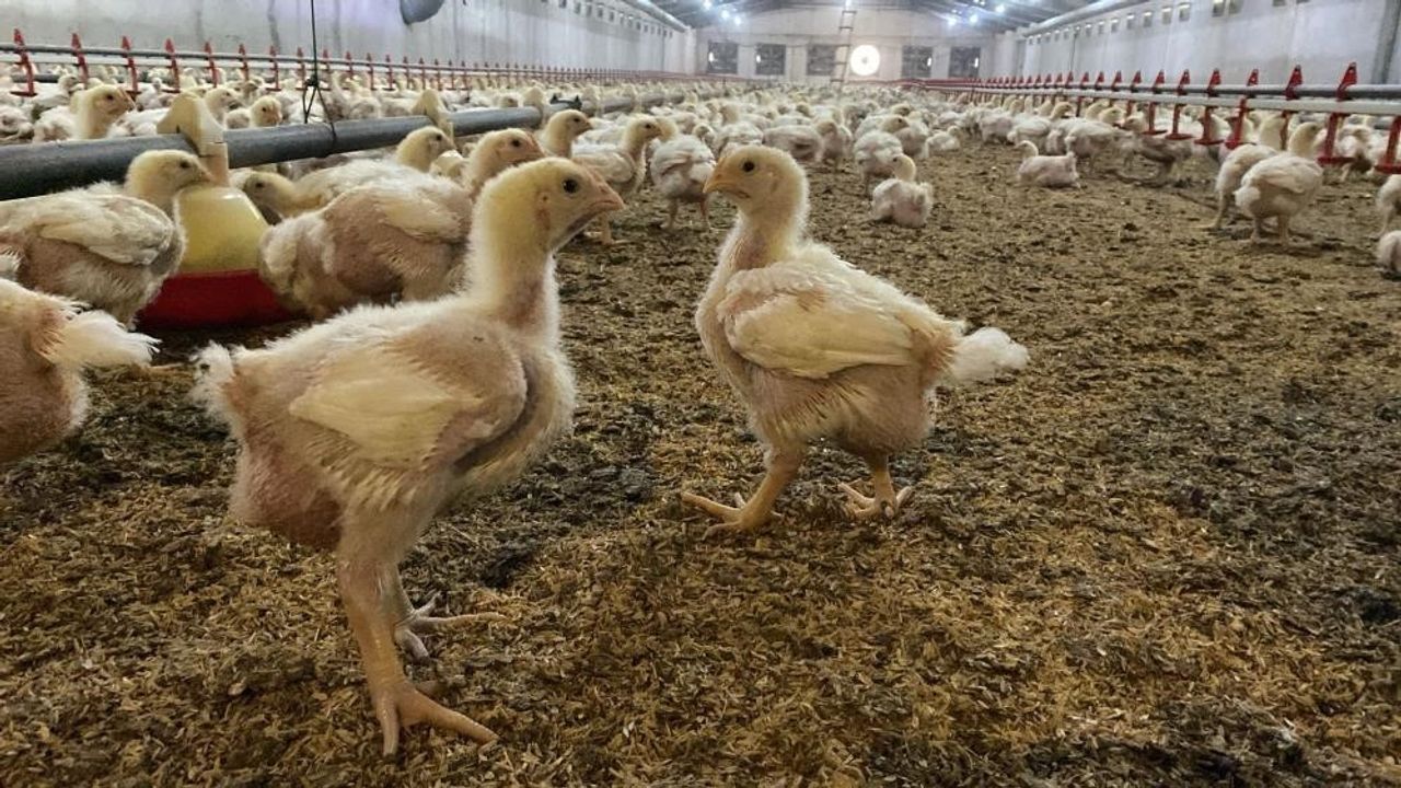 Söke’de kuş gribi riski: kanatlıların açık alan kullanımı kısıtlandı