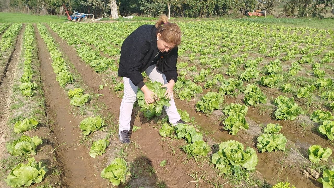 Söke'de marul tarlalarında hasat öncesi pestisit kalıntı izlemesi