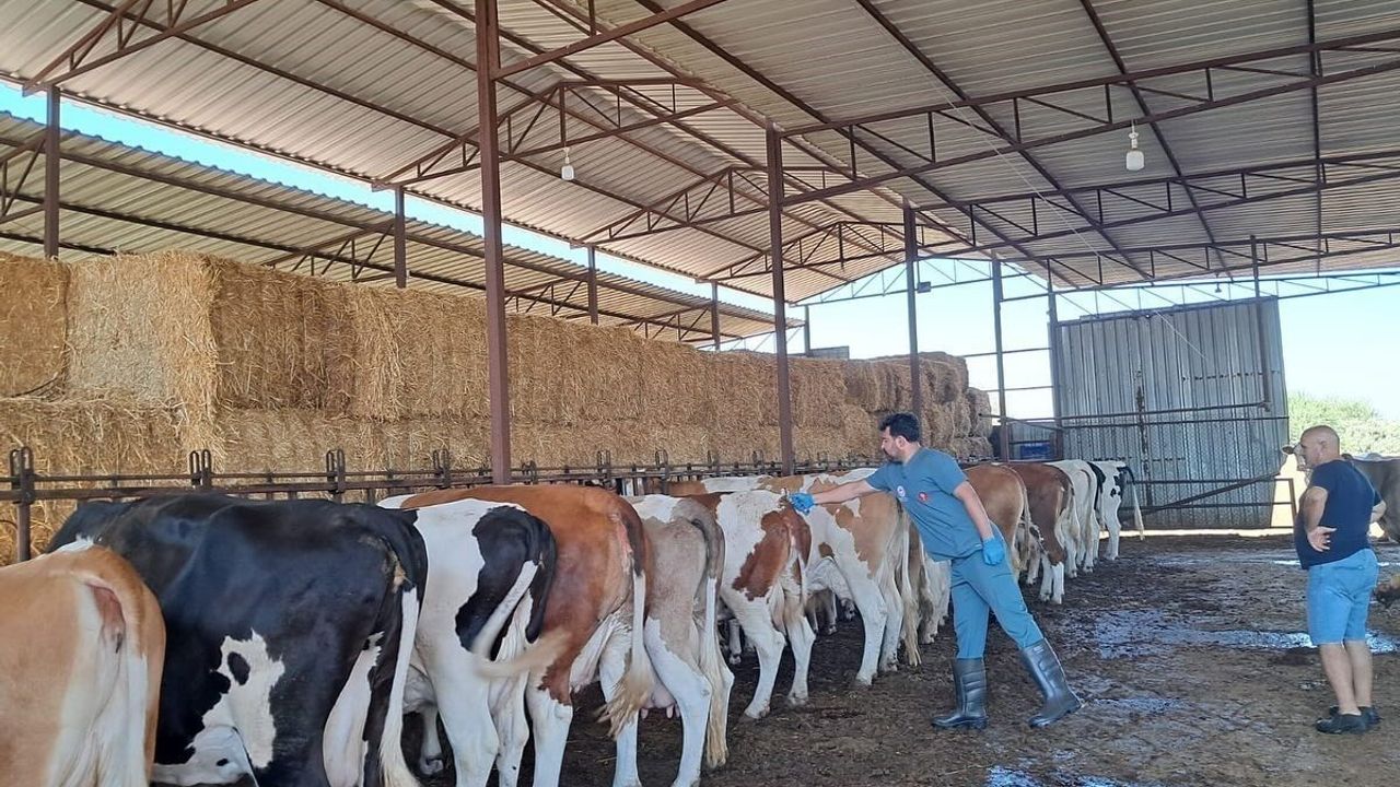 Söke'de şap vakası: 7 mahallede hayvan hareketleri durduruldu