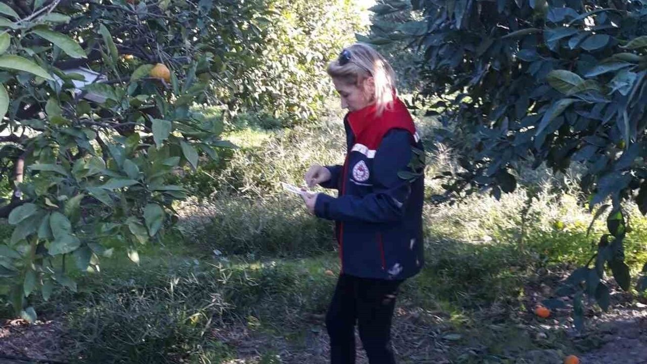 Söke'de Zeytin ve Akdeniz Meyve Sineğiyle Mücadele Sürüyor