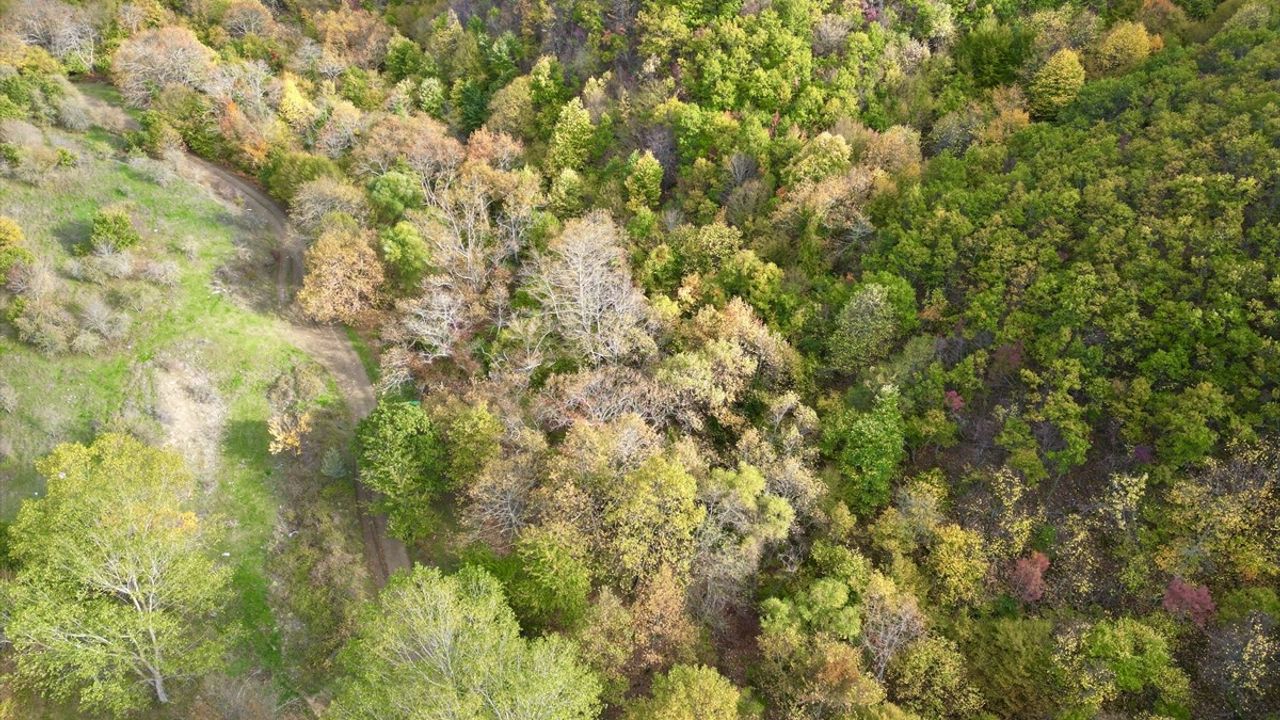 Sonbahar Renkleriyle Tekirdağ Ormanları