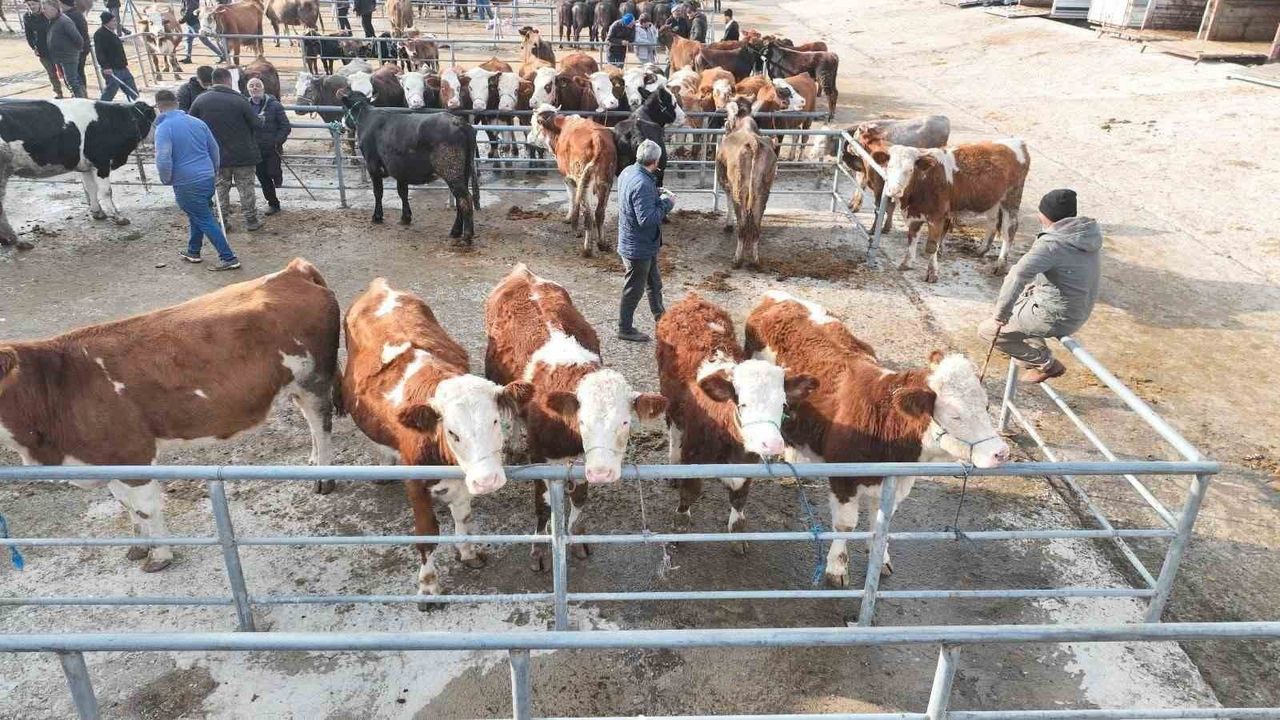 Sorgun Canlı Hayvan Pazarı, 5 ay sonra şap önlemleriyle yeniden açıldı