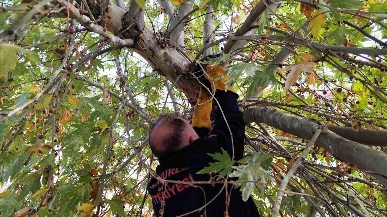 Sungurlu'da ağaca tırmanan kedi itfaiye tarafından kurtarıldı
