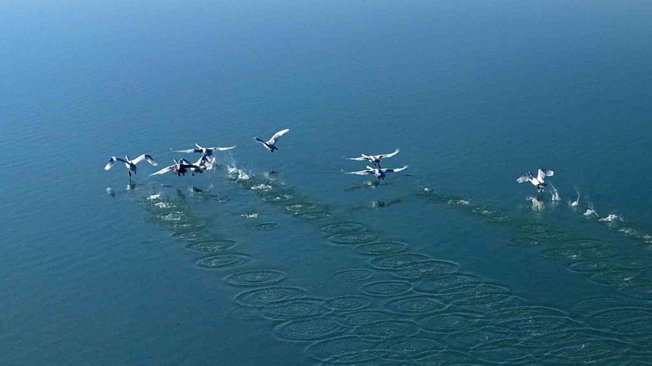 Süphan Dağı Eşliğinde Arin Gölü'nde Kuğu Dansı