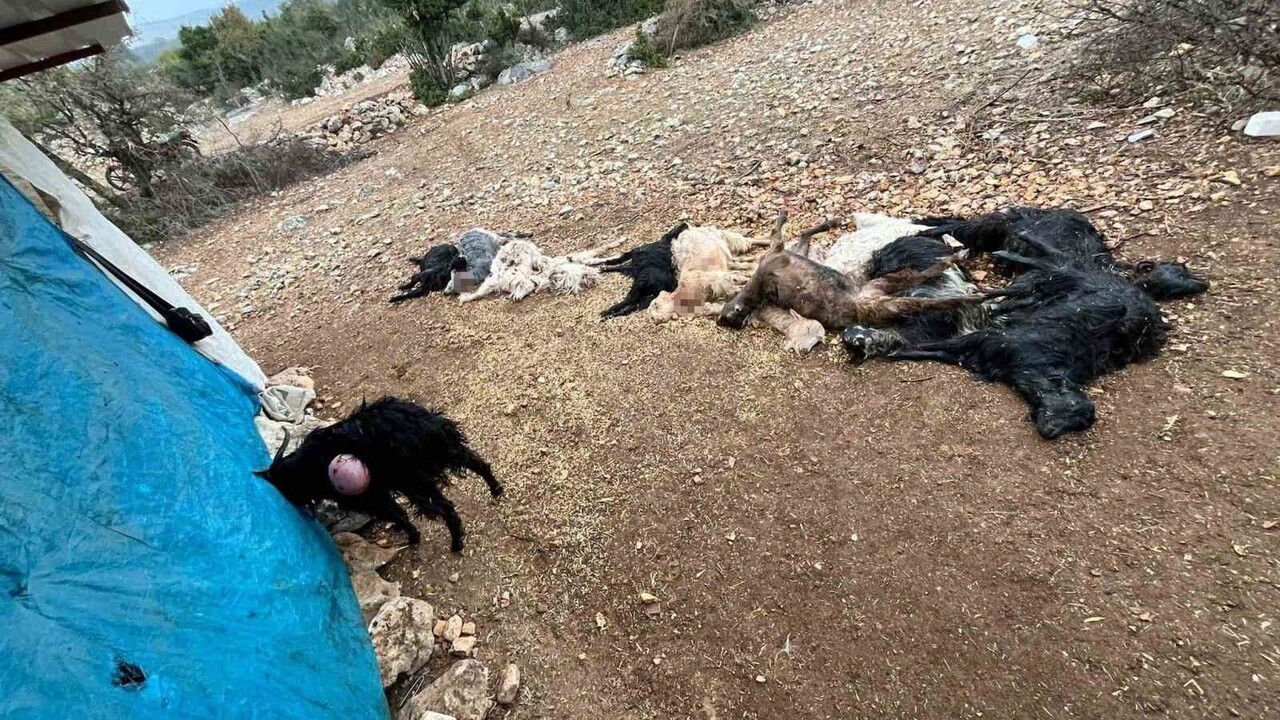 Tarsus'ta yabani hayvan saldırısı: 12 küçükbaş telef oldu