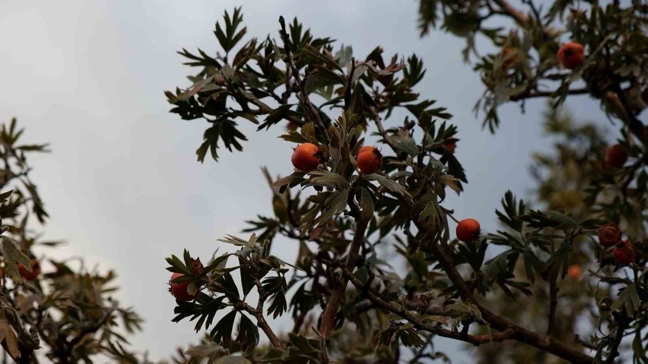 Tatvan'da Alıç Hasadı Zorlu Geçiyor