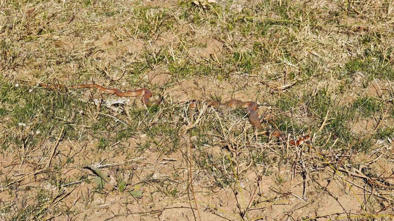 Tatvan’da Nadir Kırmızı Yılan Bulundu