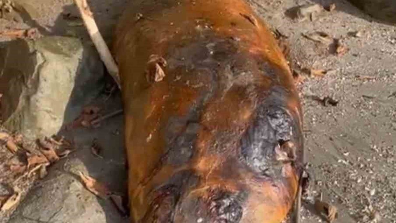 Tekirdağ Beyazköy sahilinde kıyıya vuran gizemli deniz canlısı