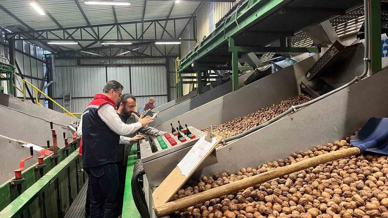 Tekirdağ'da Özel Ağaçlandırma ile ceviz üretimi büyüyor