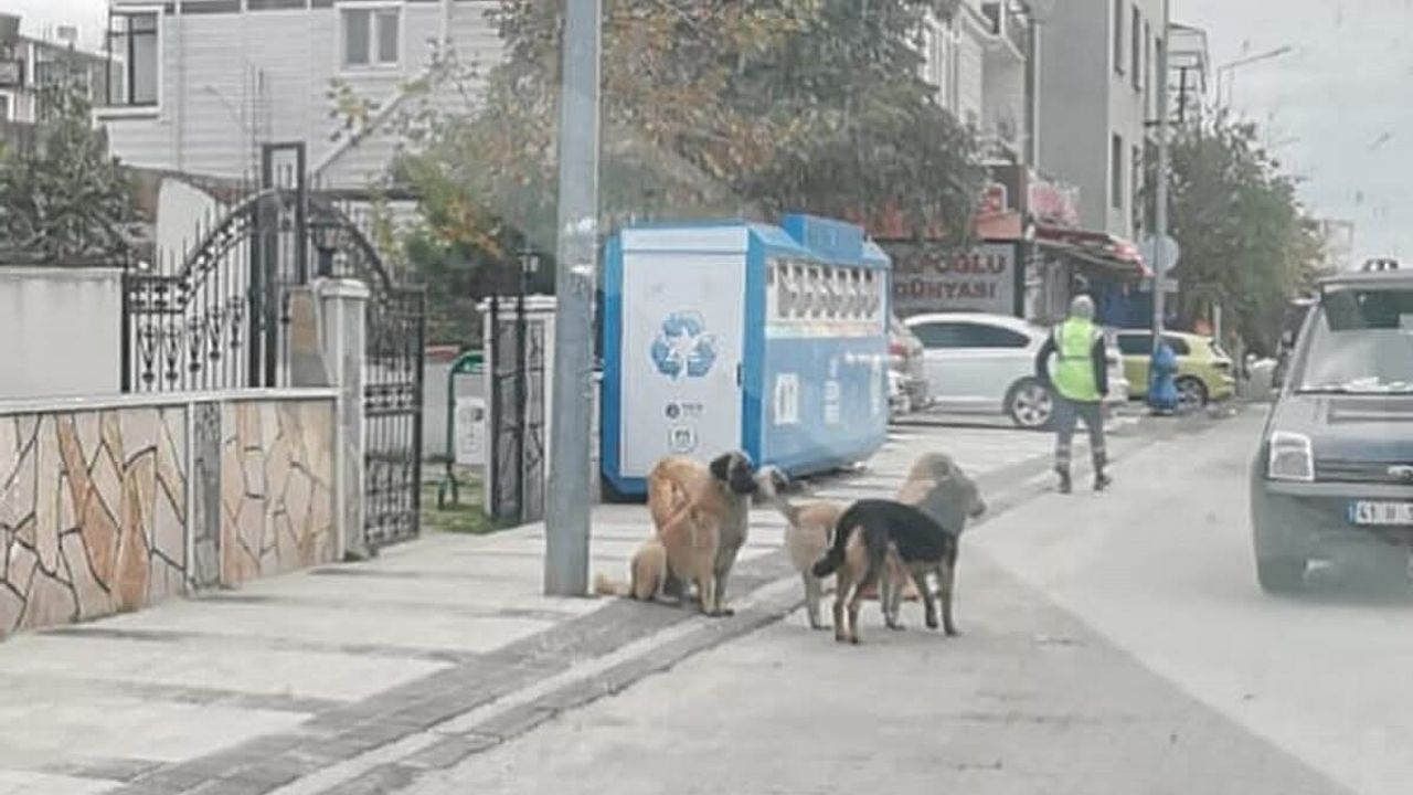 Tekirdağ'da sahipsiz sokak hayvanları için kapsamlı sayım çalışması