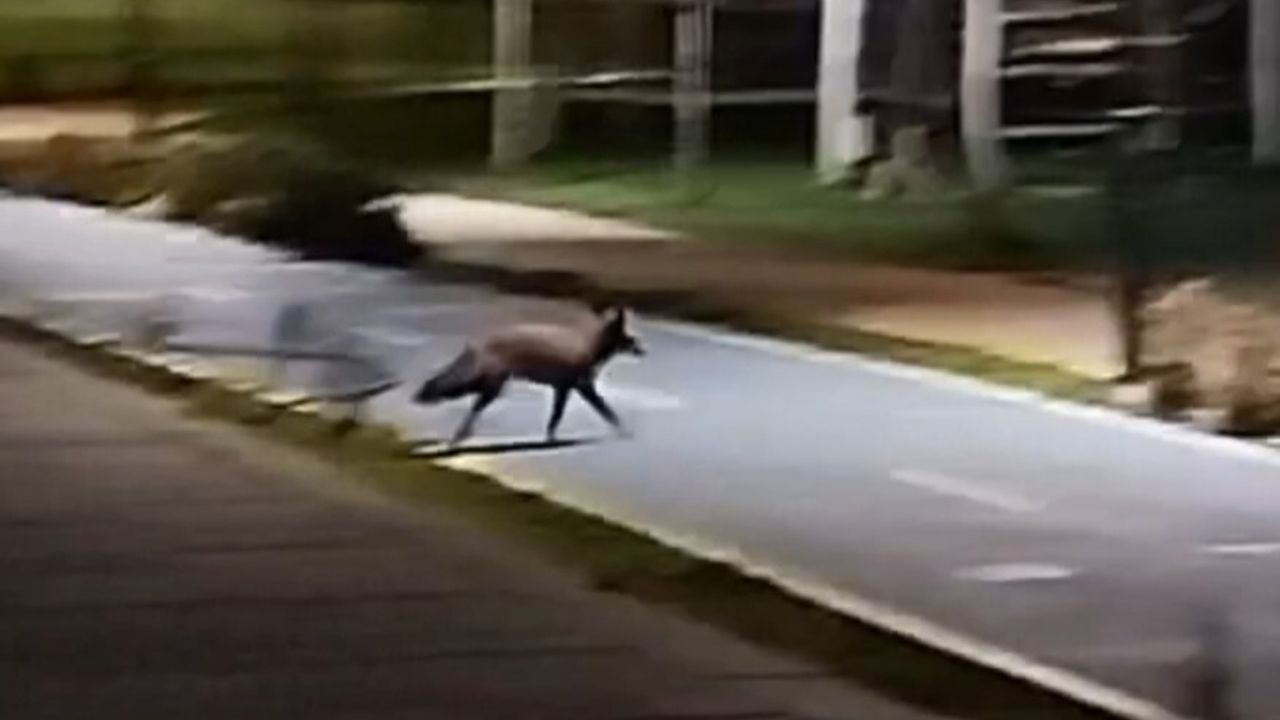 Tekirdağ Millet Bahçesi'nde sahilde tilki görüntülendi