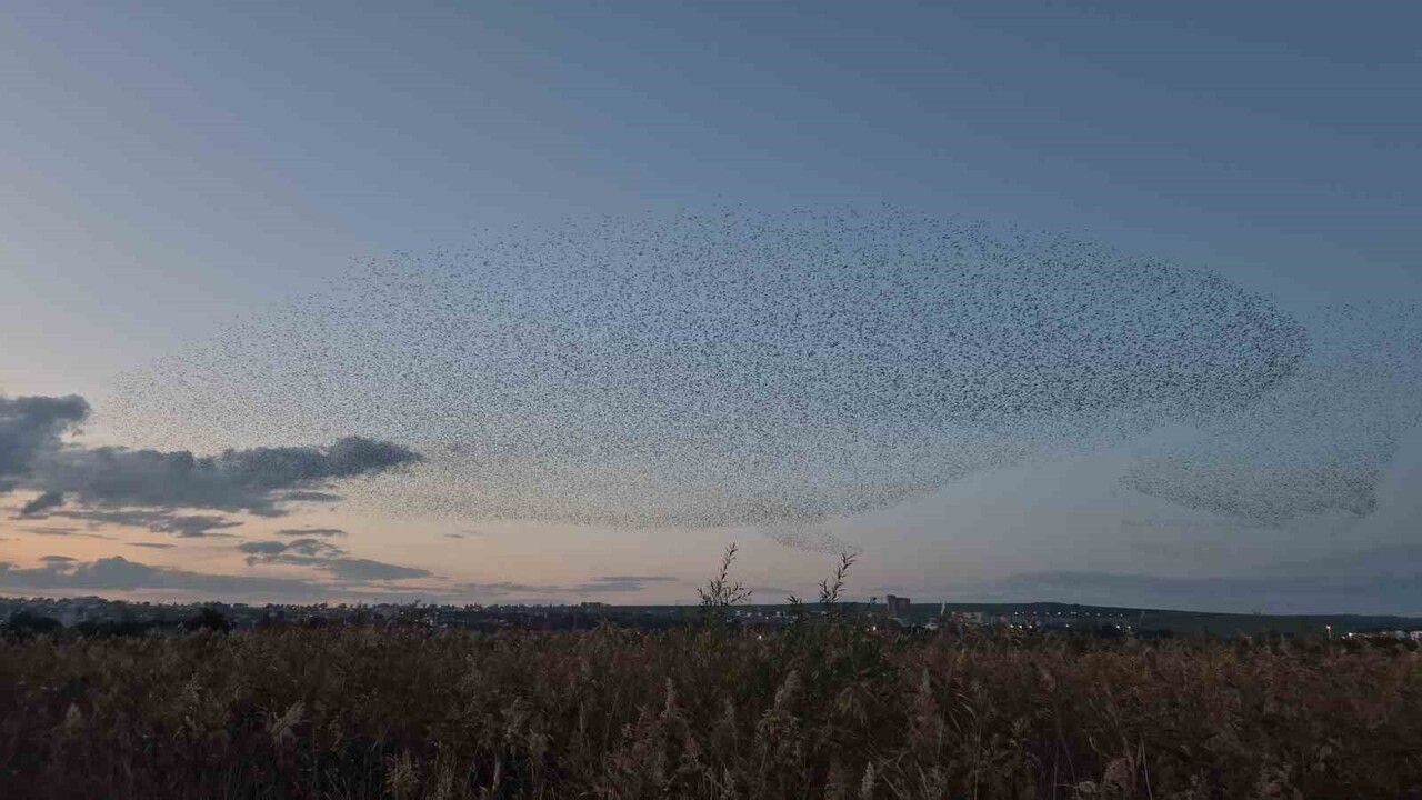 Tekirdağ Süleymanpaşa'da Sığırcıkların Senkronize Dansı