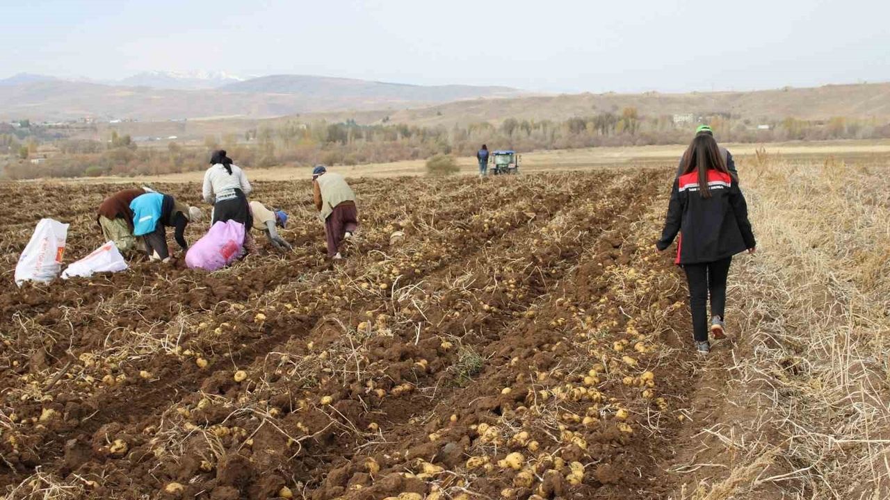 Tercan Ovası’nda kışlık patates hasadı sürüyor