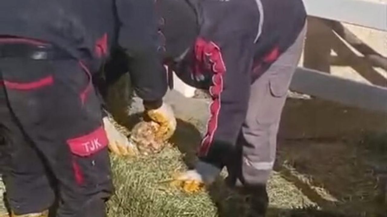 TJK Şanlıurfa Hara ve Aşım İstasyonu’nda yonca balyası skandalı