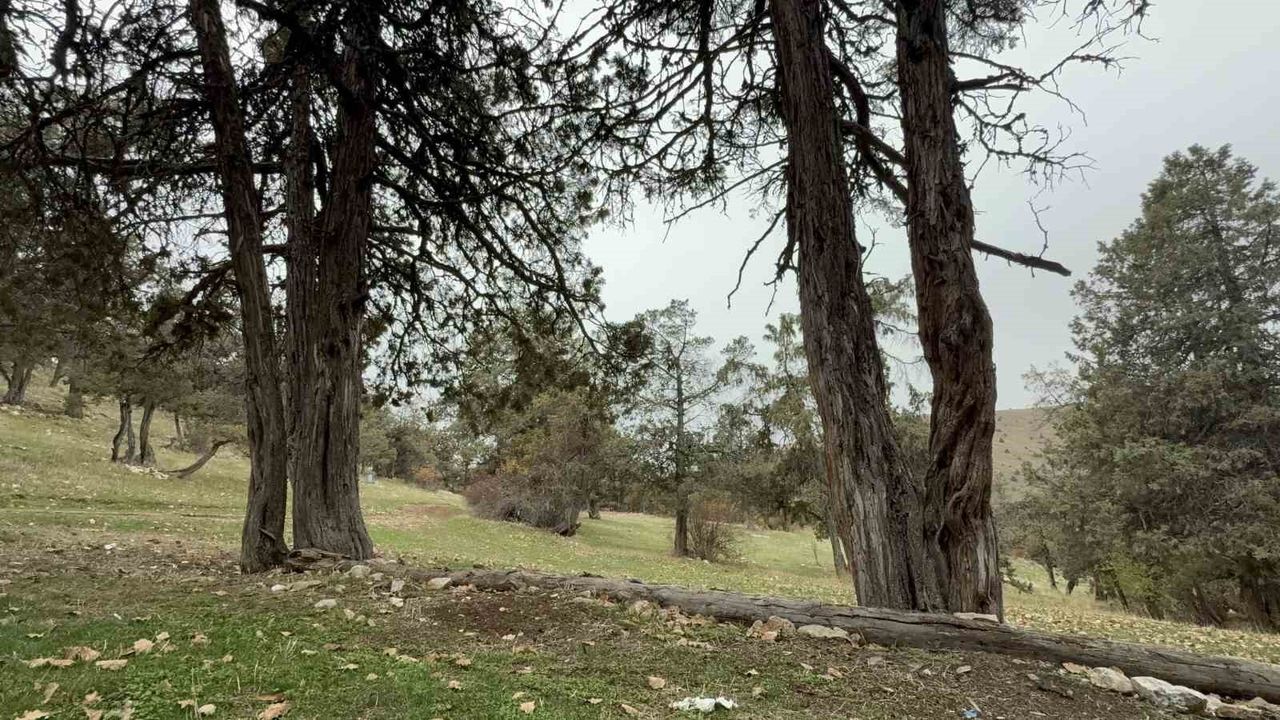Tokat’ın Günçalı Köyü’nde Şehit Hatırası Olarak Korunan Orman