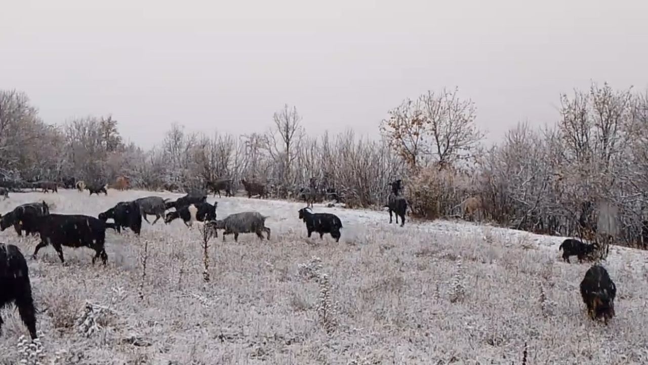 Tokat Reşadiye'de Çobanın Kar Altında Söylediği Türkü Sıcacık Görüntüler Yarattı
