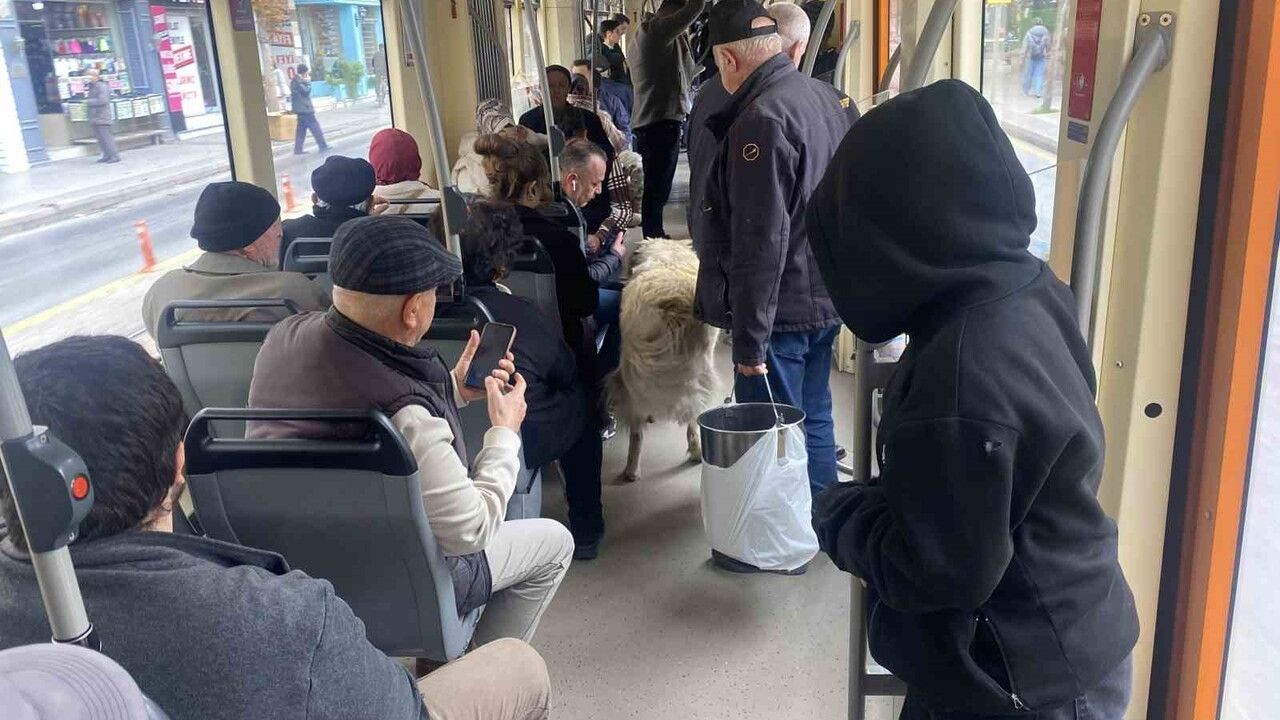 Tramvaydaki sevimli yolcu Eskişehir'de ilgi topladı