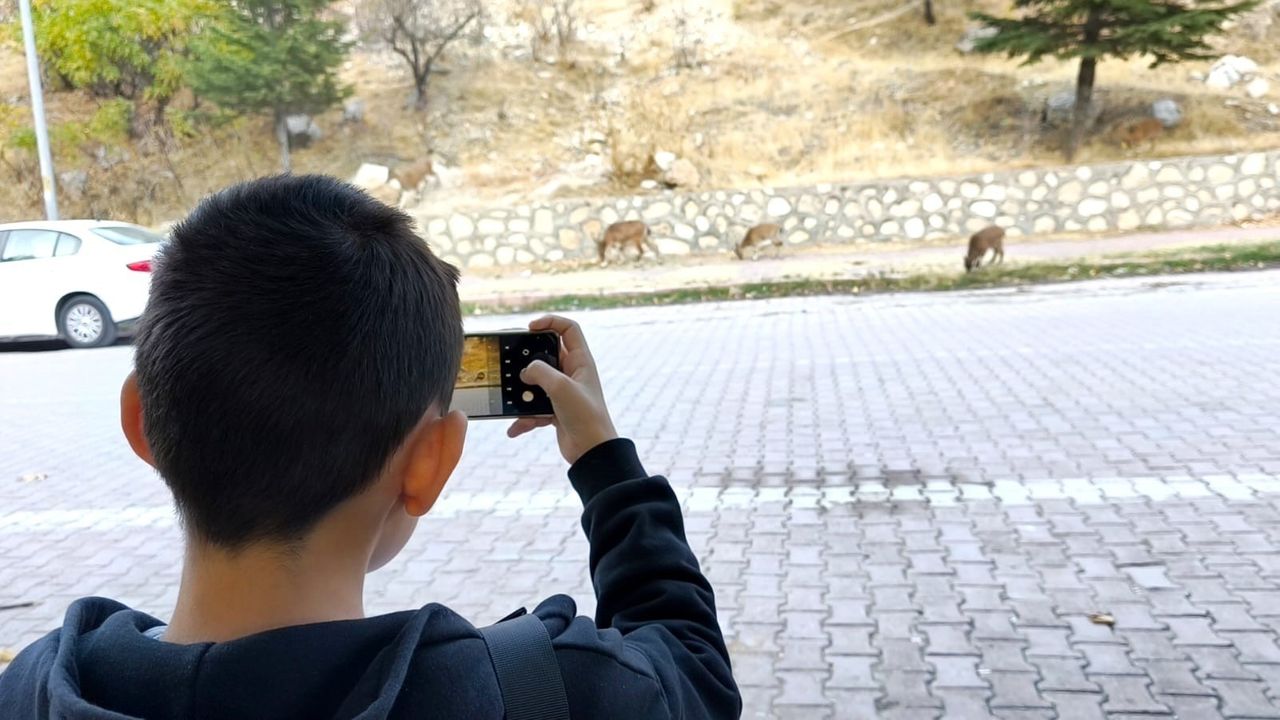 Tunceli Çemişgezek’te Dağ Keçileri Sonbahara Renk Katıyor