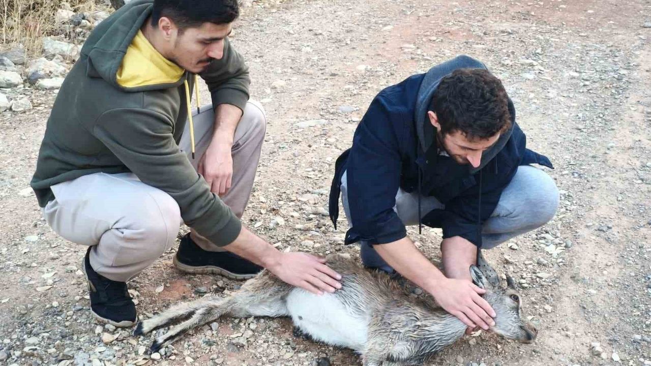 Tunceli'de 2 kuzen yaralı yavru dağ keçisini 3 kilometre sırtında taşıdı, hayvan yolda can verdi
