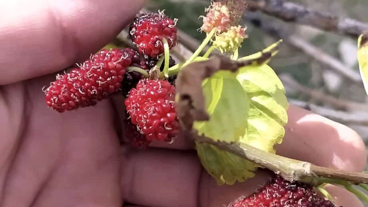 Tunceli'de Kırmızı Dut Ağacı Mevsiminde Şaşkınlık Yarattı