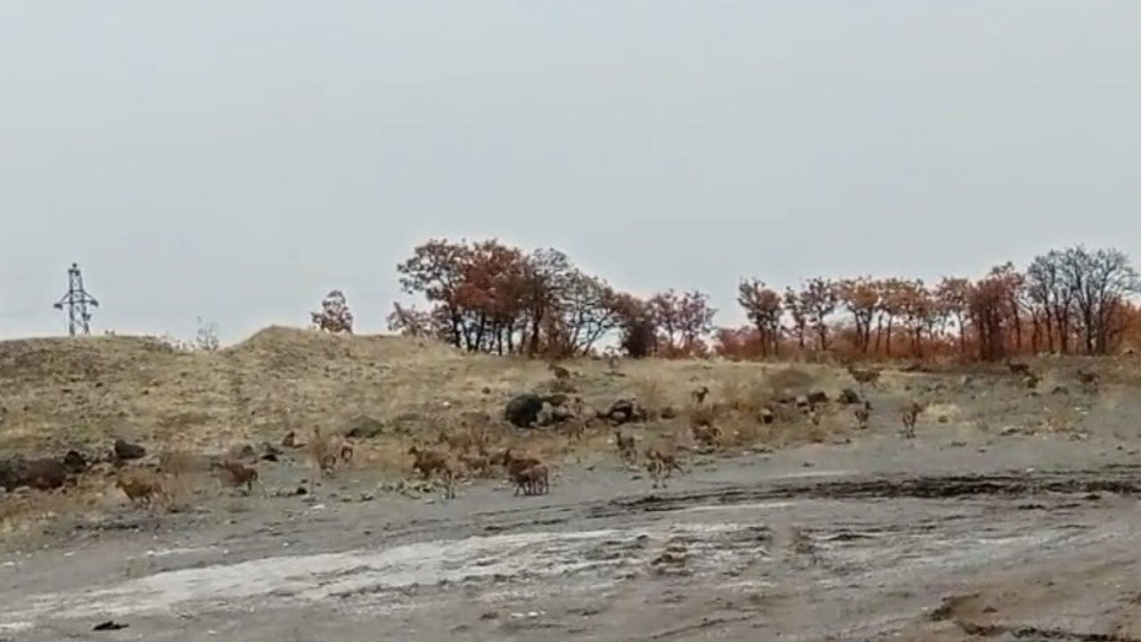 Tunceli Türüşmek'te Sürü Halinde Dağ Keçileri Görüntülendi