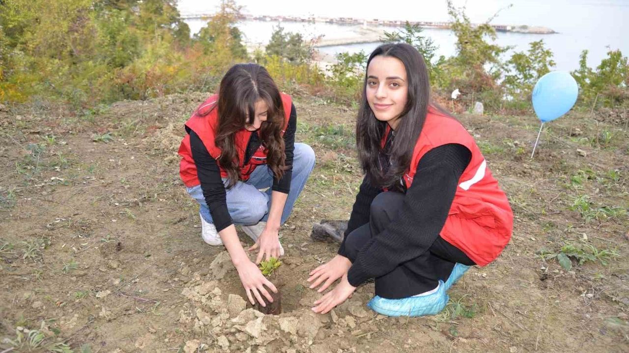 Türkeli'de 11 Kasım Milli Ağaçlandırma Günü'nde fidanlar toprakla buluştu