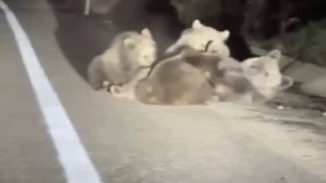 Uludağ'da Anne Ayının Yavrularını Emzirme Anı Kamera Kaydına Yansıdı