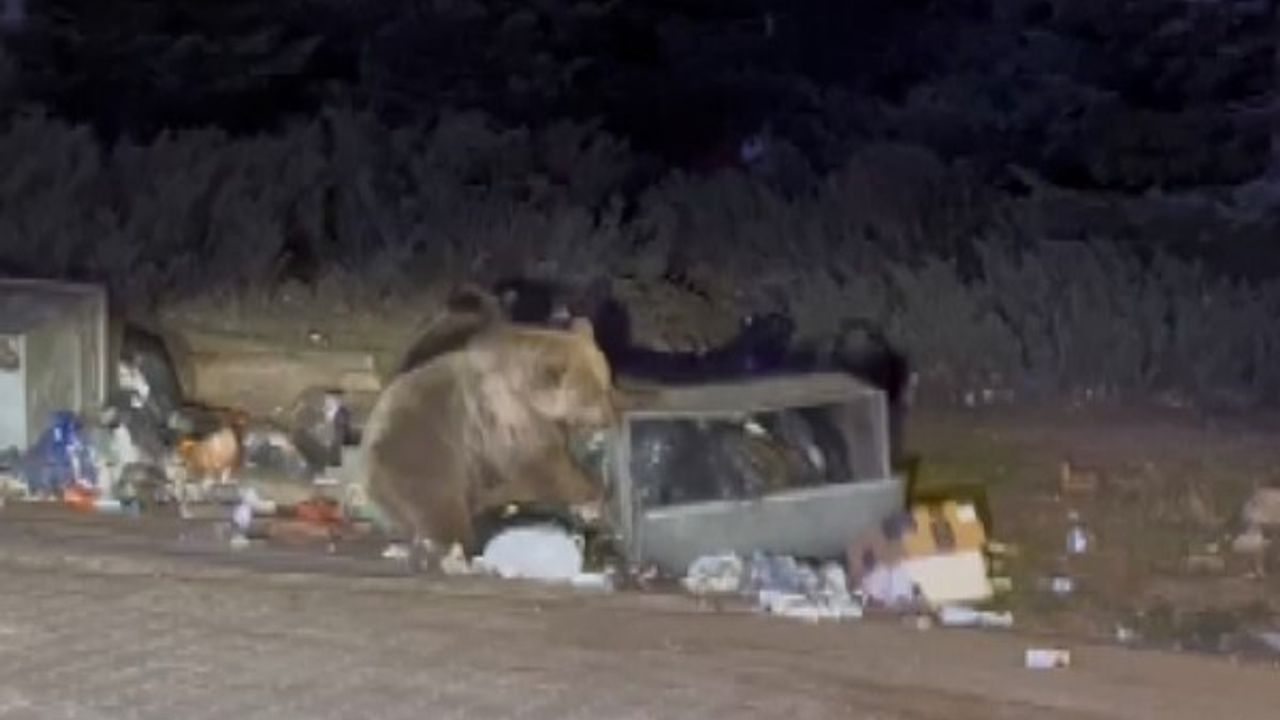 Uludağ'da ayıya sucuk veren kişinin aracına saldırı