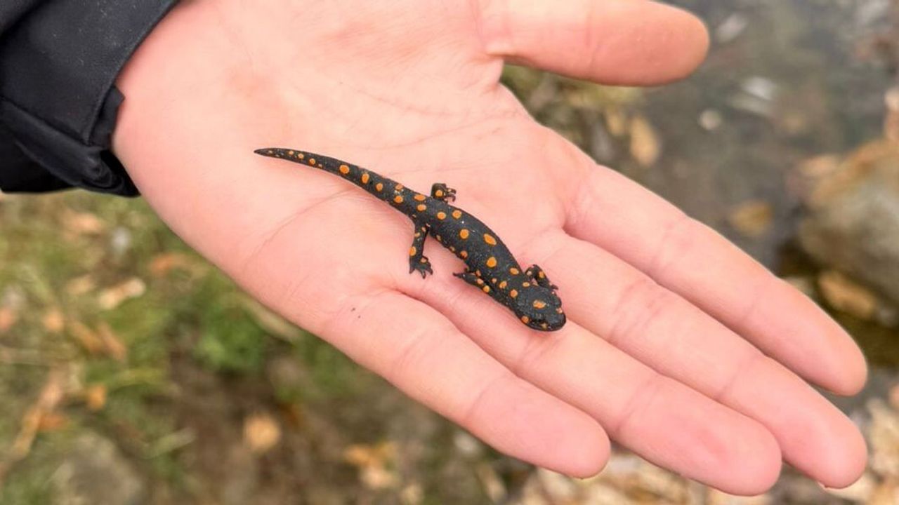 Van Bahçesaray'da nadir benekli semender görüldü