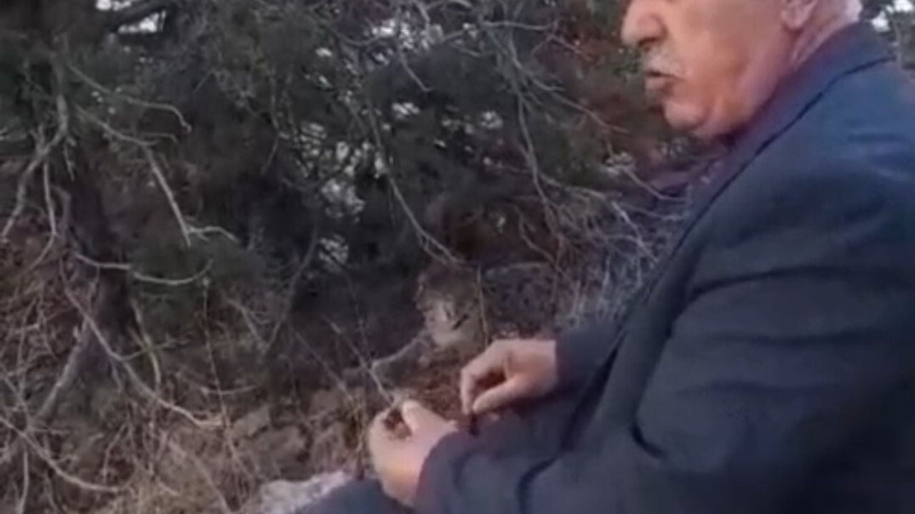 Van'da nesli tehlike altındaki vaşak görüntülendi