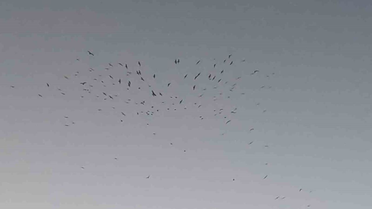 Van Gölü'nde sığırcıkların gün batımı dansı